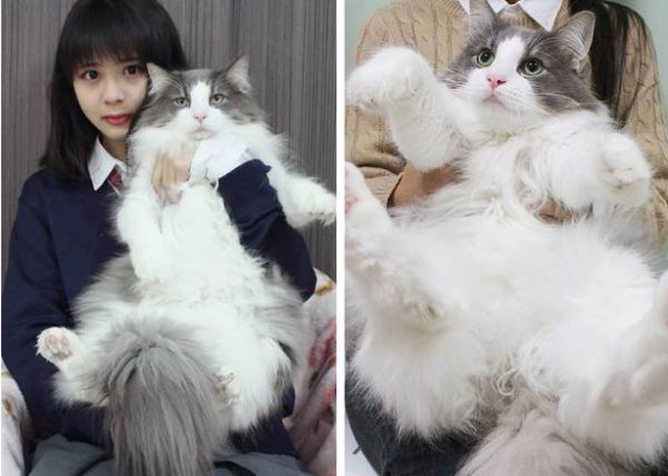 便宜宠物猫的品种大全