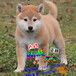 深圳哪里能买到宠物狗深圳哪里能买到柴犬