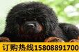 云南红河河口宠物基地顶级杜宾
