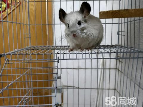 黄冈花鸟鱼虫·龙猫领养