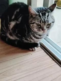 萌宠之家·宠物猫健康好饲养