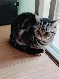 萌宠之家·健康宠物猫好饲养