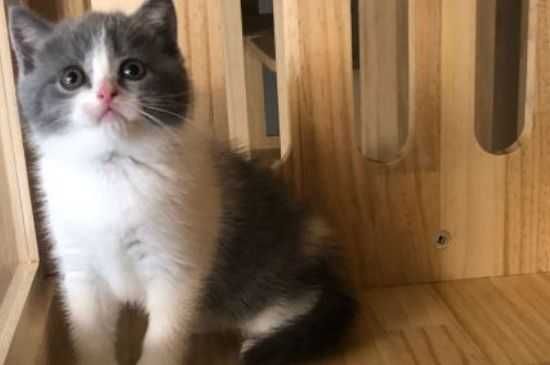  猫咪需要打的疫苗种类