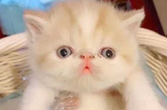  猫咪需要打的疫苗种类