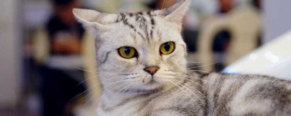  猫咪需要打的疫苗种类
