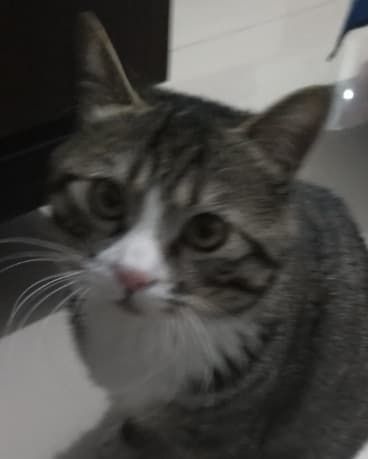 长途车托运宠物价格手续_长途汽车宠物托运_长途托运宠物汽车多少钱
