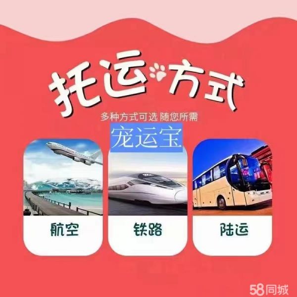深圳发往全国宠物托运专业托运宠物20年 服务上门接送 安全快捷有保险