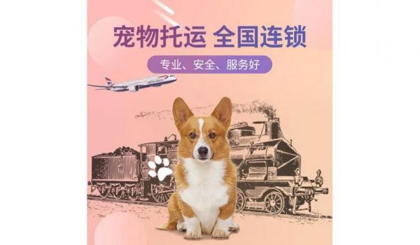 全国宠物托运 宠物托运 宠物托运需要多少钱 宠物空运