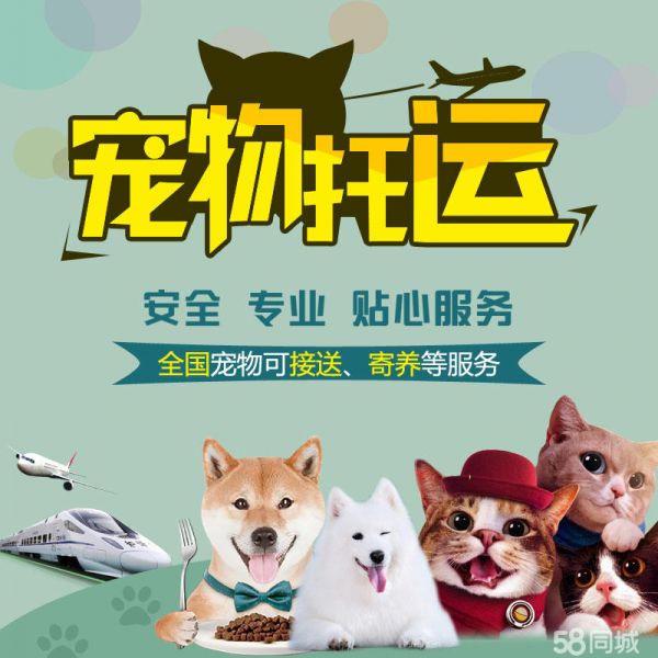 深圳本地宠物托运,选择长旺安全无忧、舒适之旅,家到家一对一人性化服务!