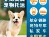 深圳本地宠物托运十年老店,上门接送猫咪狗狗专车空运飞机顺风车,送保险