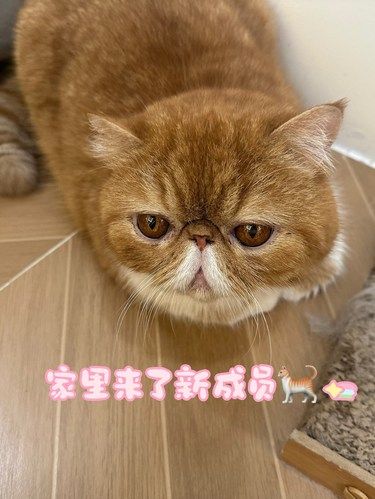 新手铲屎官遇到靠谱的宠物医院真的很安心