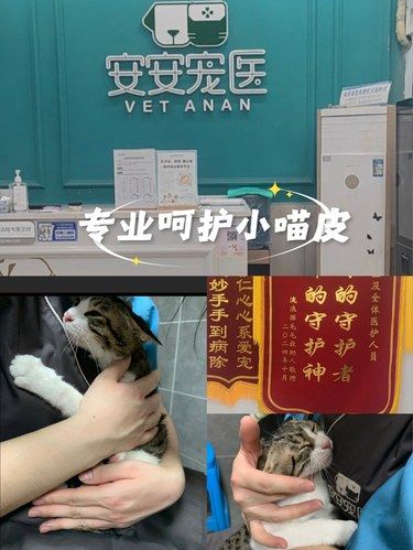 健康先行～猫咪护理