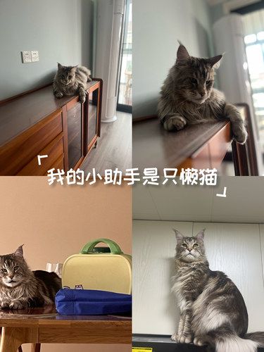 我的小助手是只懒猫
