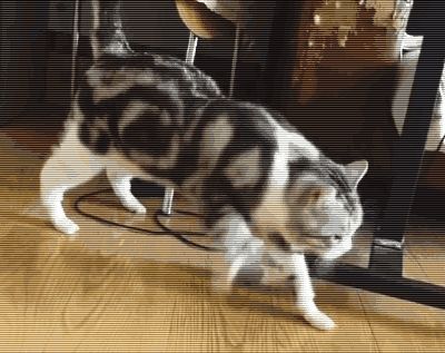 4.gif