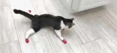 5.gif