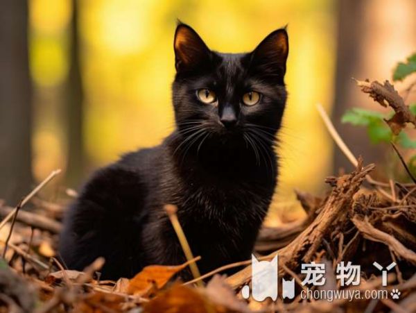 宁波云朵宠物医院：专业治疗异宠，是否最靠谱的宠物医院？