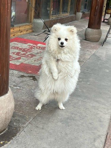 良心宠物医院推荐！