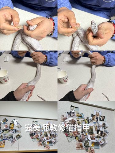 宁波看异宠来帅宠就对了