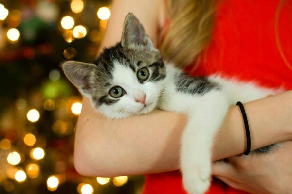 Christmas cat cuddles.