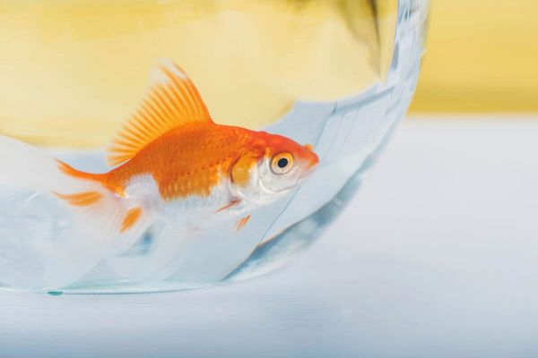 Gold Fish
