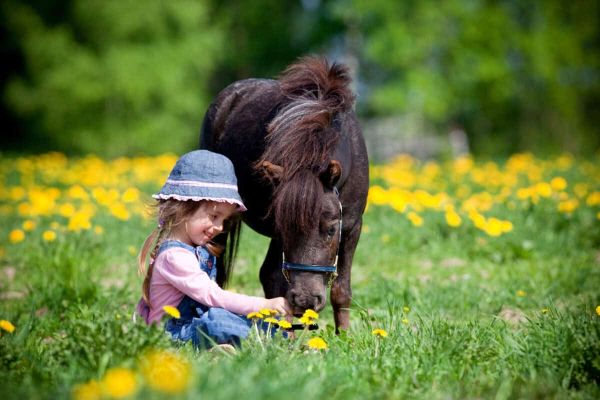 Miniature Horse