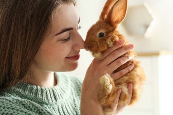 rabbit