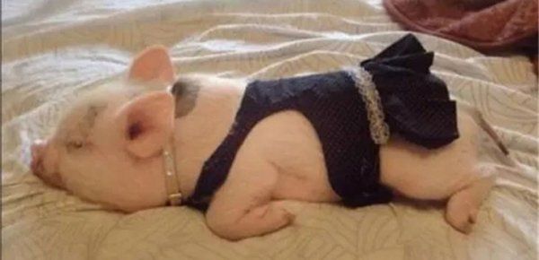 喜欢养宠物猪的人是什么心理