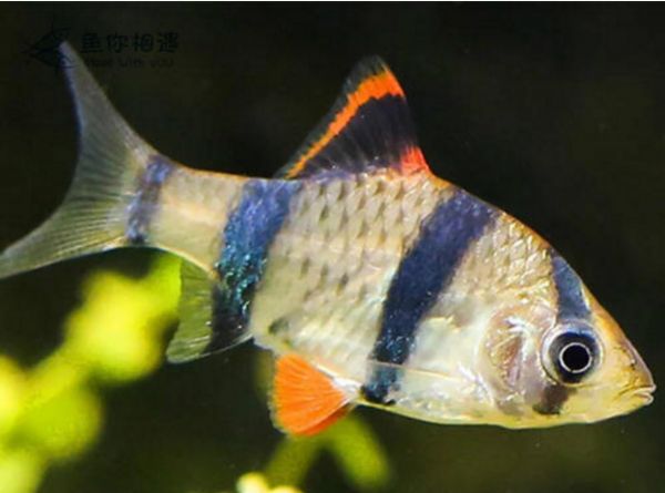虎皮鱼吃什么?虎皮鱼喂养方式