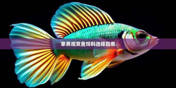 家养观赏鱼饲料选择指南