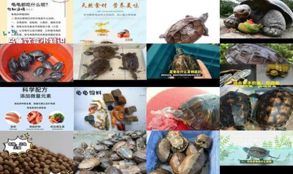 中华草龟吃什么食物?