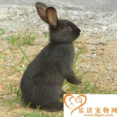 兔子饮食有什么注意事项 首先知道它的食性