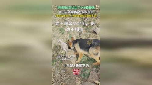 羊妈妈在外边生了小羊没带回，第三天被狗狗找到