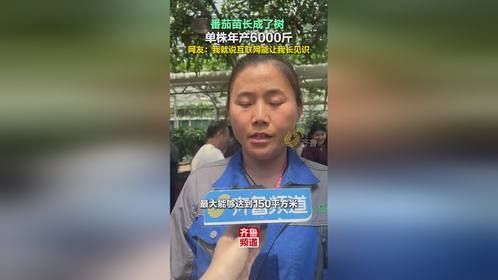 山东寿光一株番茄苗年产6000斤