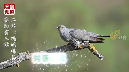 谷雨至，春归程，万物心向繁盛