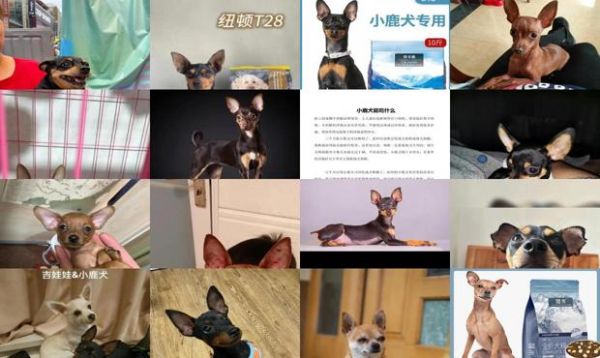 鹿狗吃什么