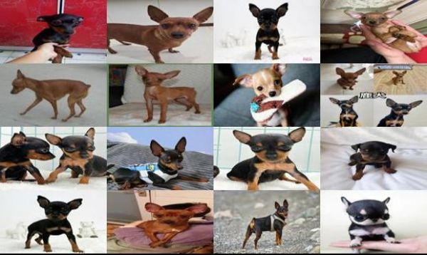迷你鹿犬