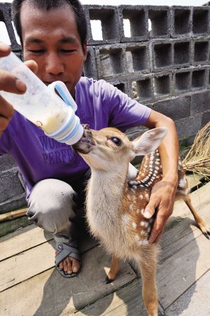 楠溪江畔养梅花鹿家庭的有趣生活