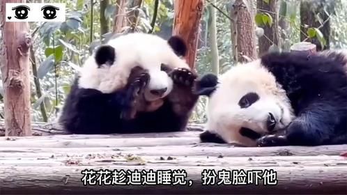 花花太会整活了，扮鬼脸吓和叶，要成精的节奏呀