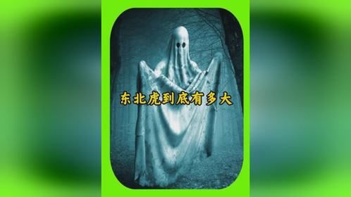 东北虎到底多大？苏联时期拍到东北虎袭击马，感觉不比马小多少！
