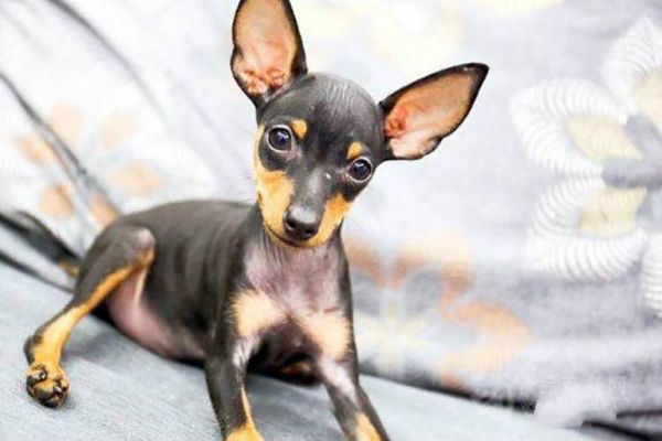 小鹿犬饲喂要点集合，让你少走弯路2