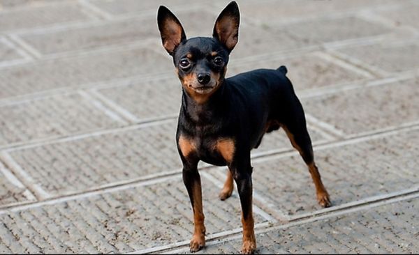 小鹿犬饲喂要点集合，让你少走弯路13