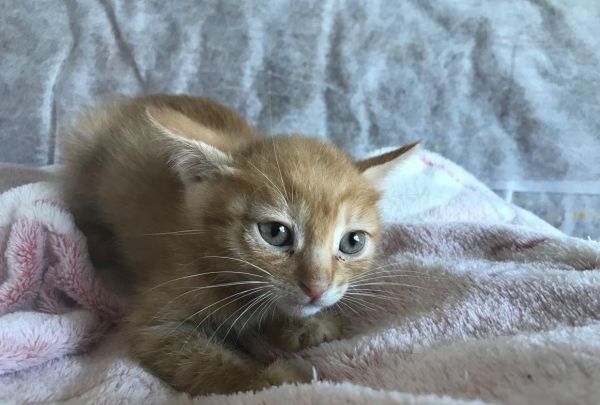 猫咪窜稀还上蹿下跳，这到底算不算病啊？