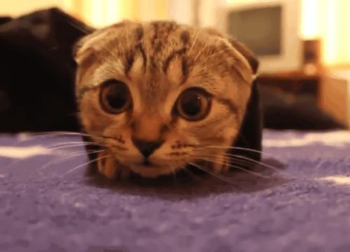 猫咪窜稀还上蹿下跳，这到底算不算病啊？