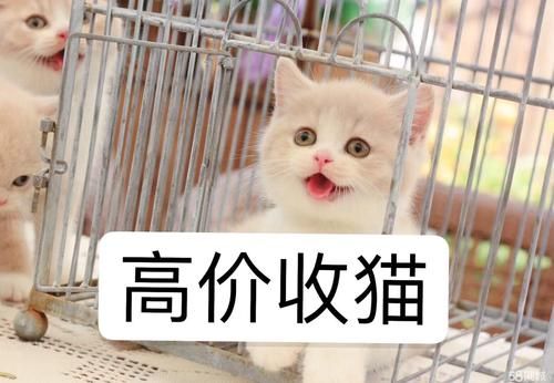 猫不想要了宠物店收吗（本人长期上门回收宠物猫）
