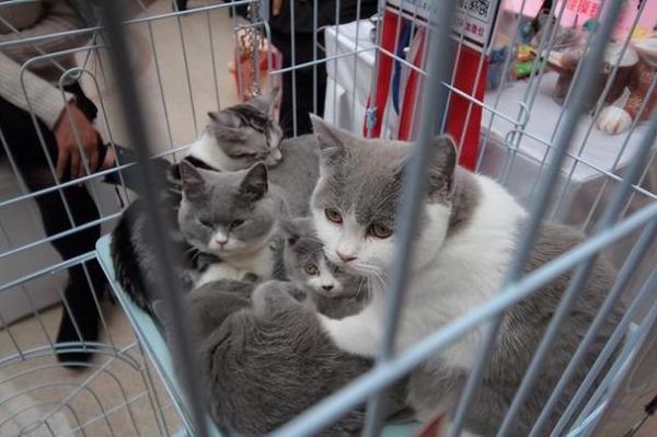 猫不想要了宠物店收吗（本人长期上门回收宠物猫）
