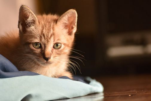 猫咪