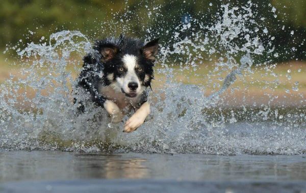Border Collie Splashing Through the Water
