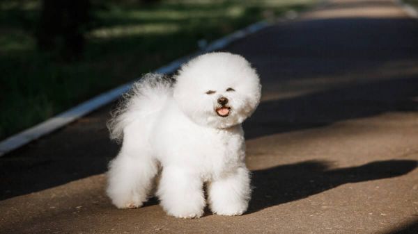 Bichon Frise with a white coat.