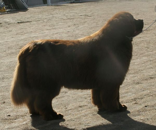 newfoundland