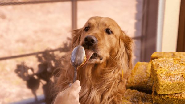 Dog recipes